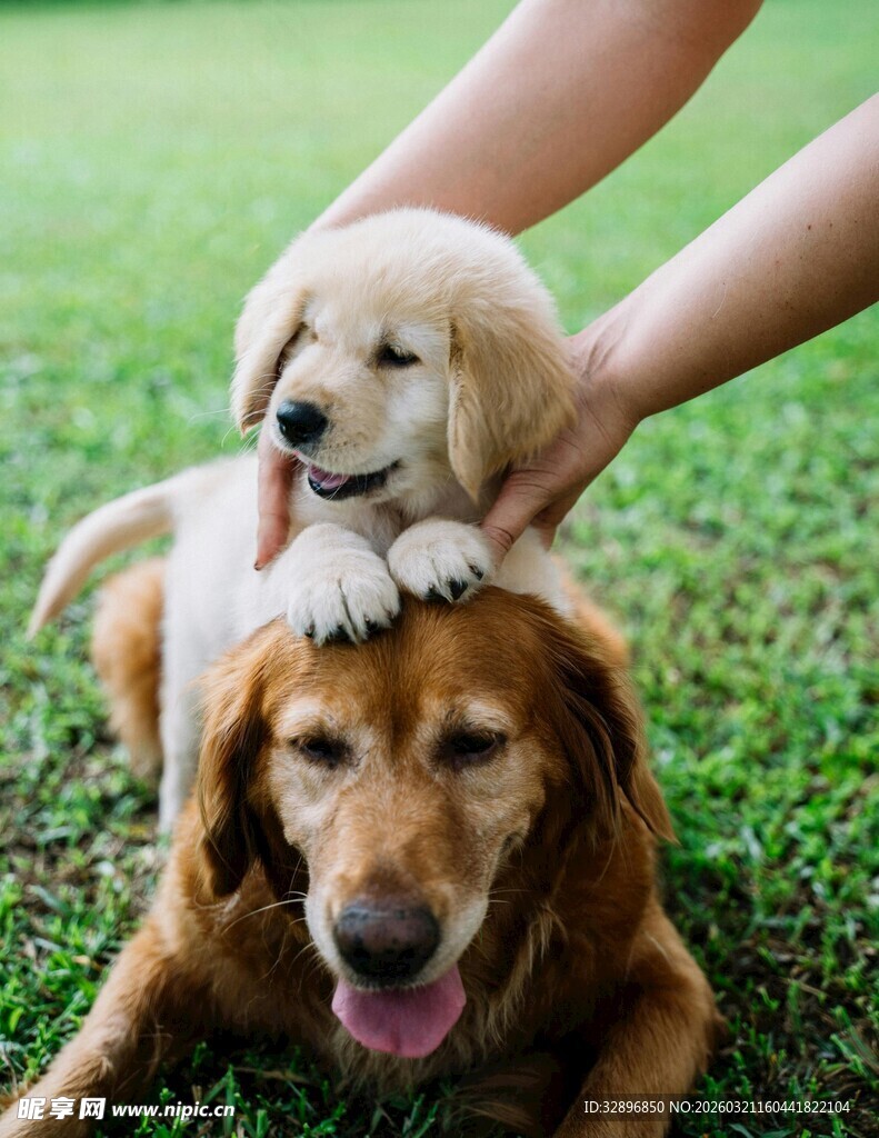 小狗依偎在大狗身旁