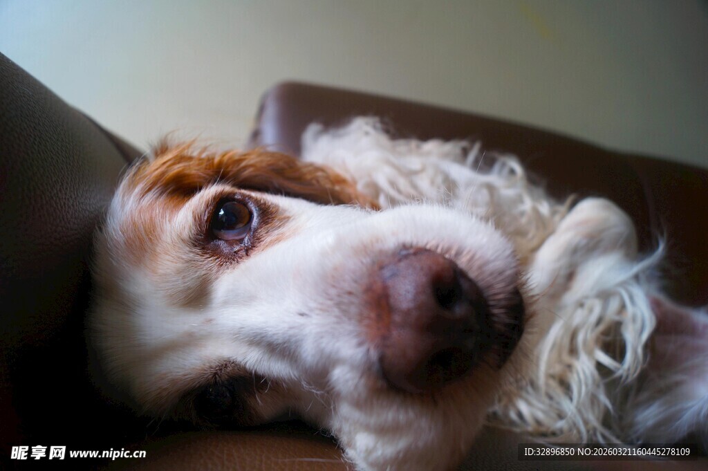 慵懒狗狗惬意躺沙发