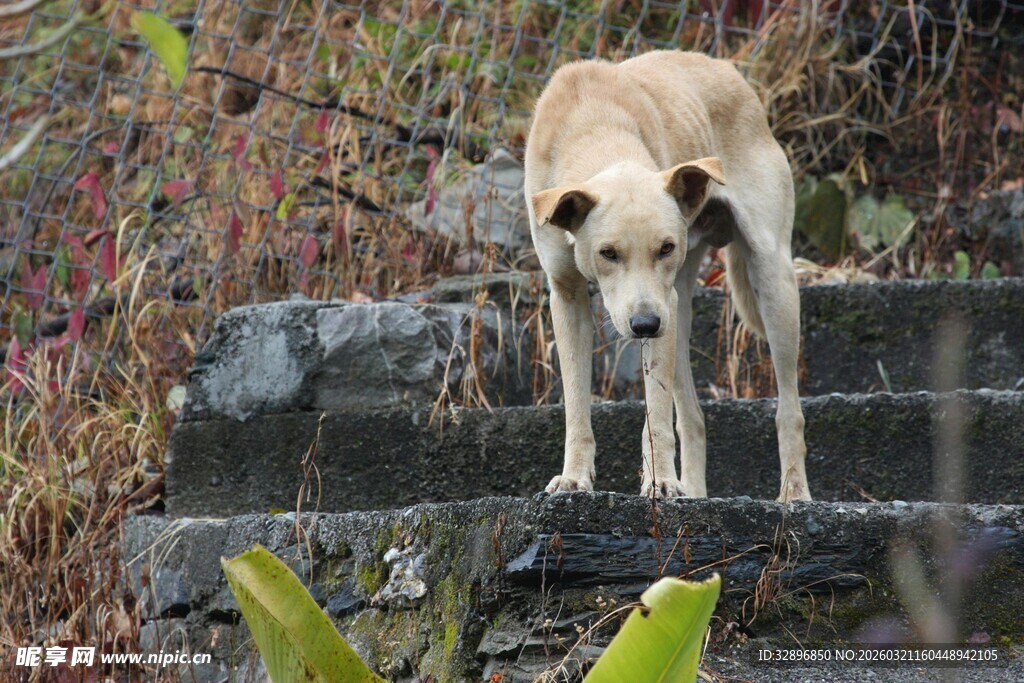 石阶上的流浪狗