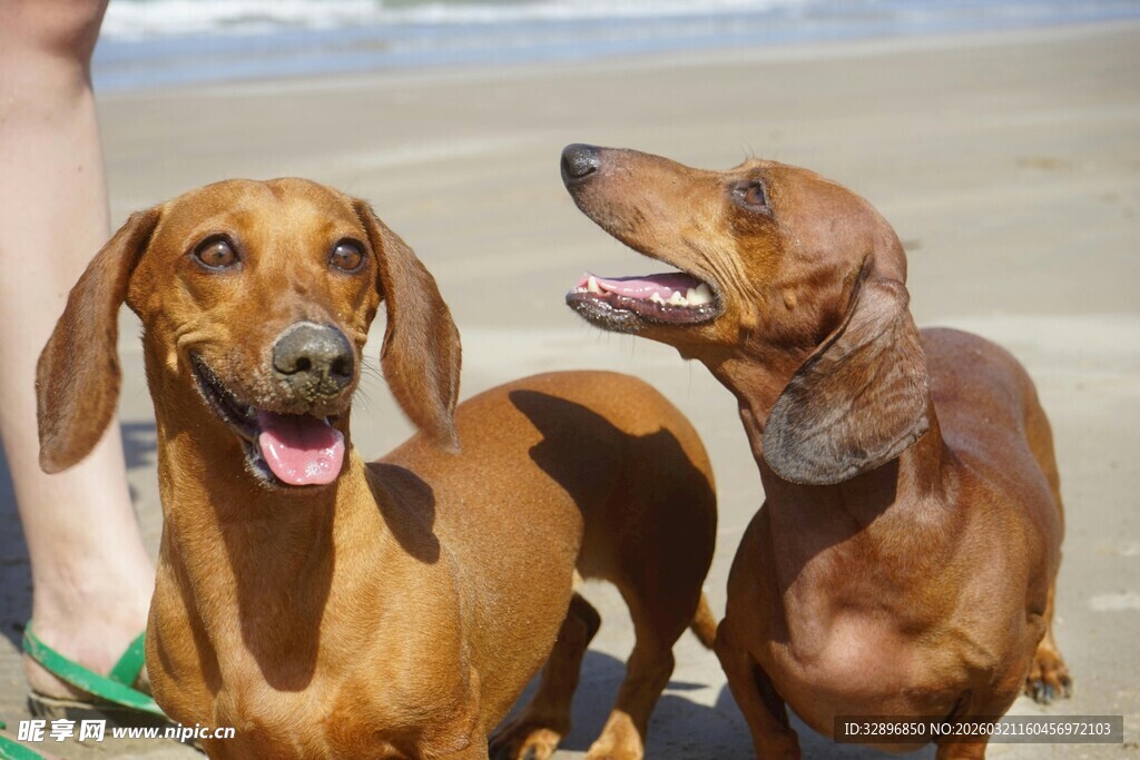 沙滩上的可爱腊肠犬
