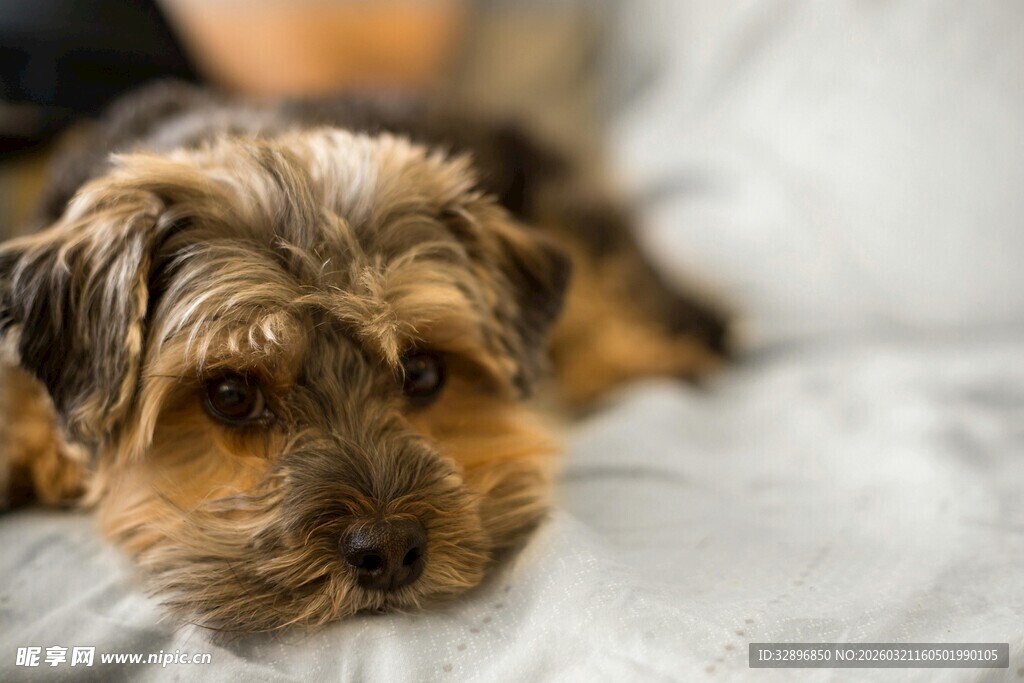 趴着的可爱约克夏犬
