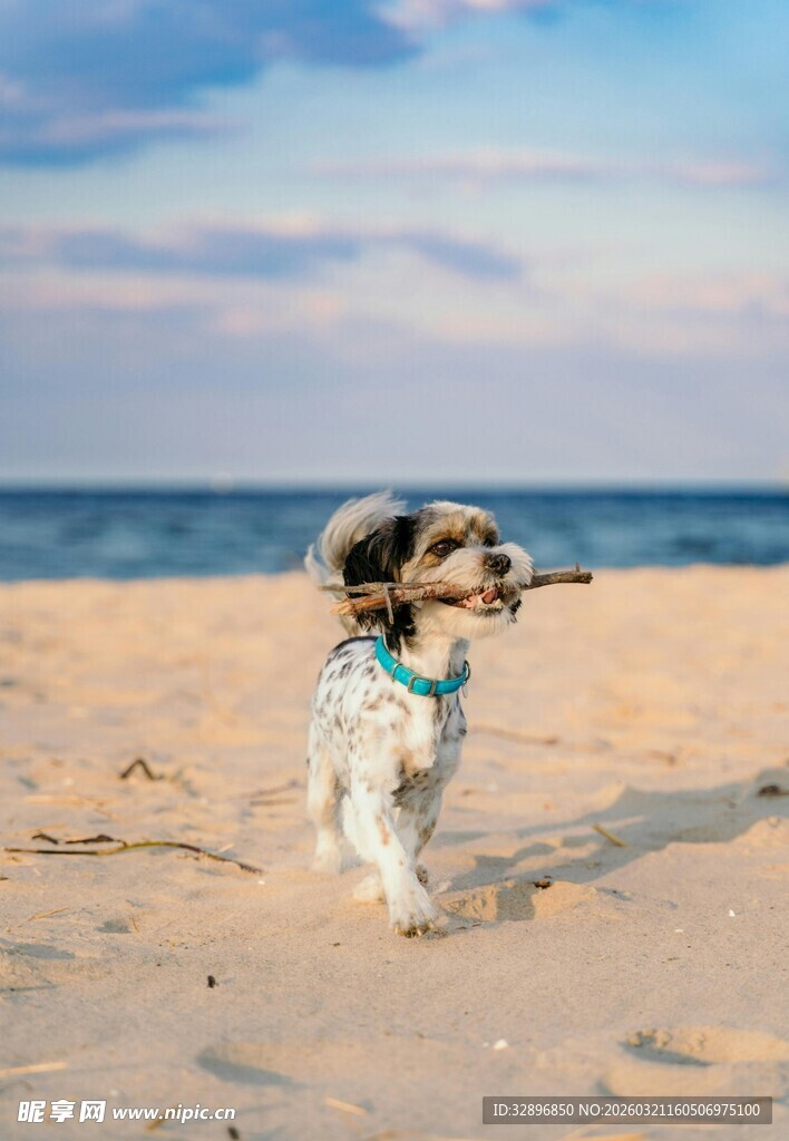 沙滩上奔跑的可爱小狗
