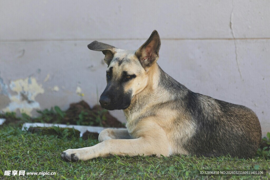 德国牧羊犬趴卧在草地上