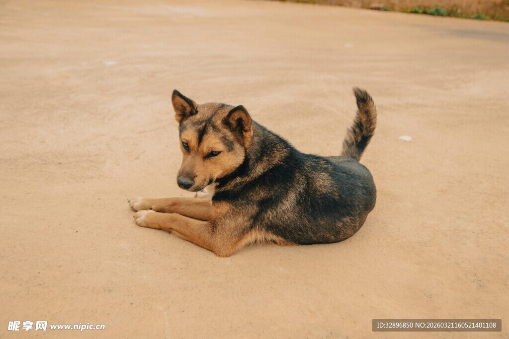 趴着的德国牧羊犬