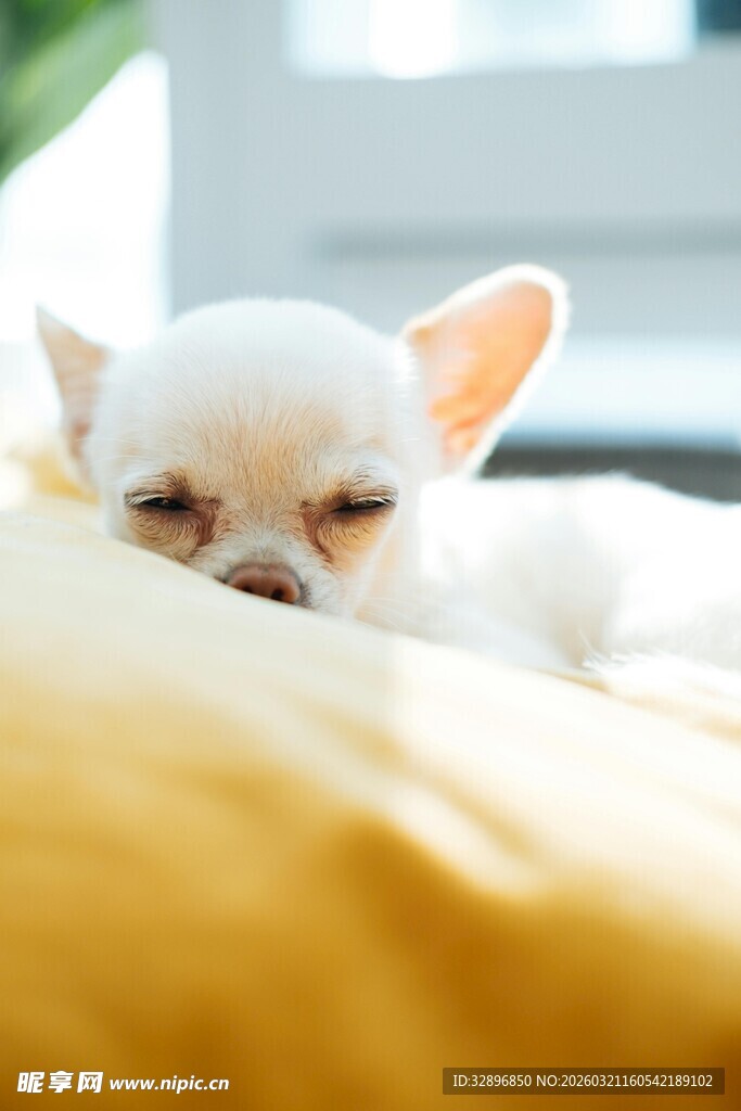 酣睡的白色吉娃娃小狗