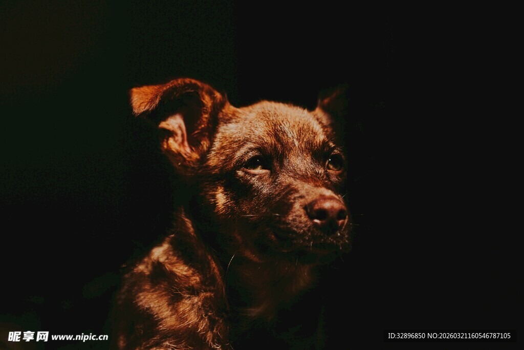 棕色小狗的静谧时刻