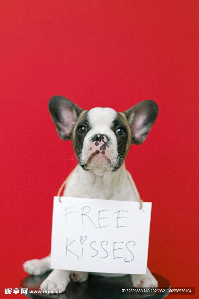 法斗举牌KEEP CALM