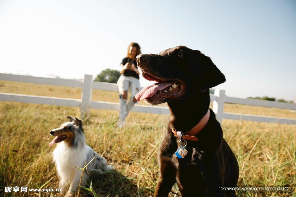 田野中人与两犬的温馨画面