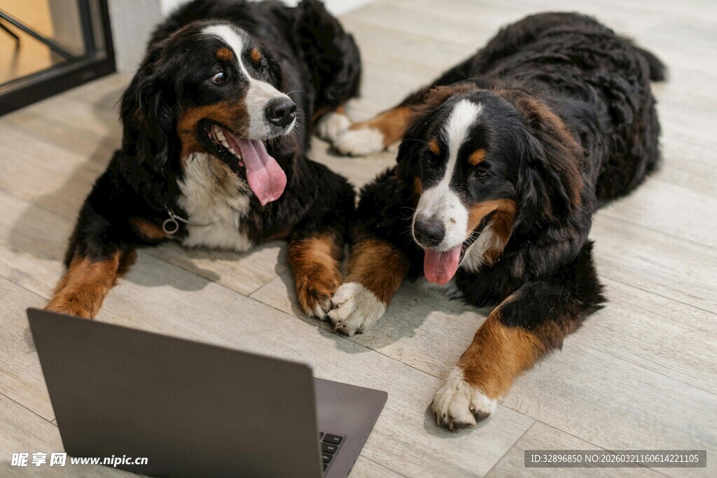 两只伯恩山犬盯着笔记本