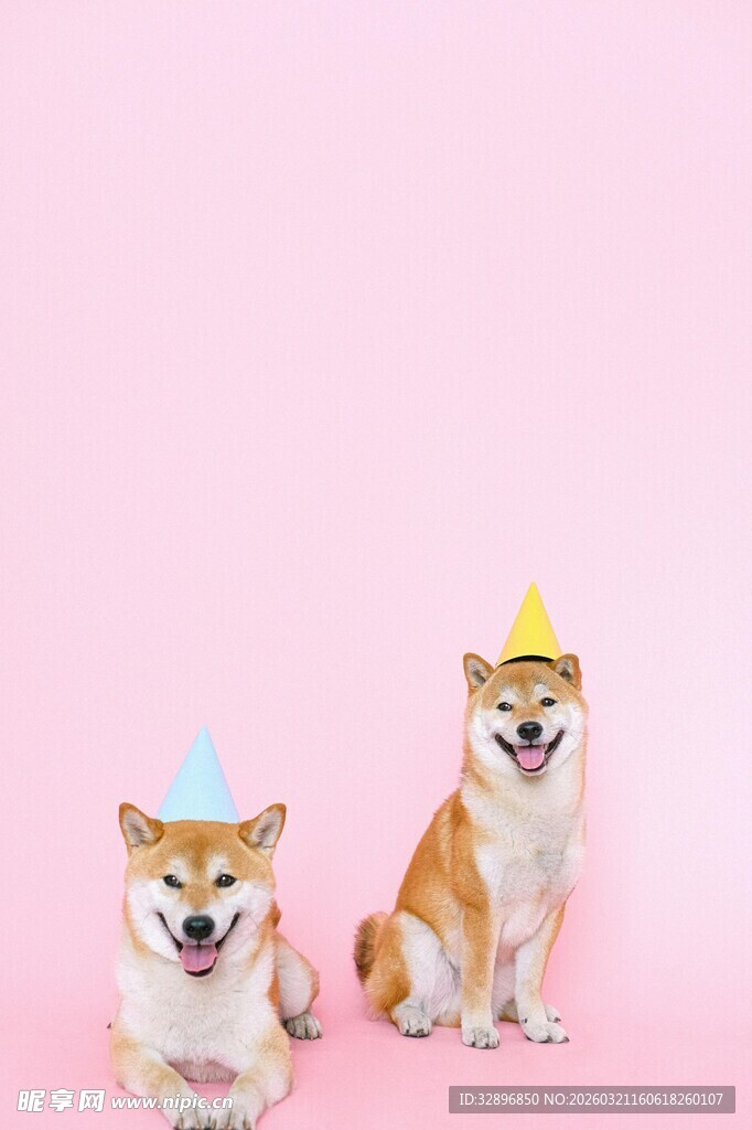 戴帽柴犬的可爱瞬间