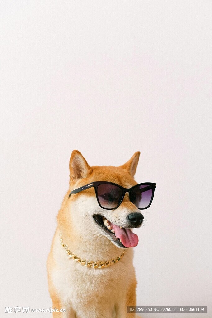 戴墨镜吐舌的可爱柴犬