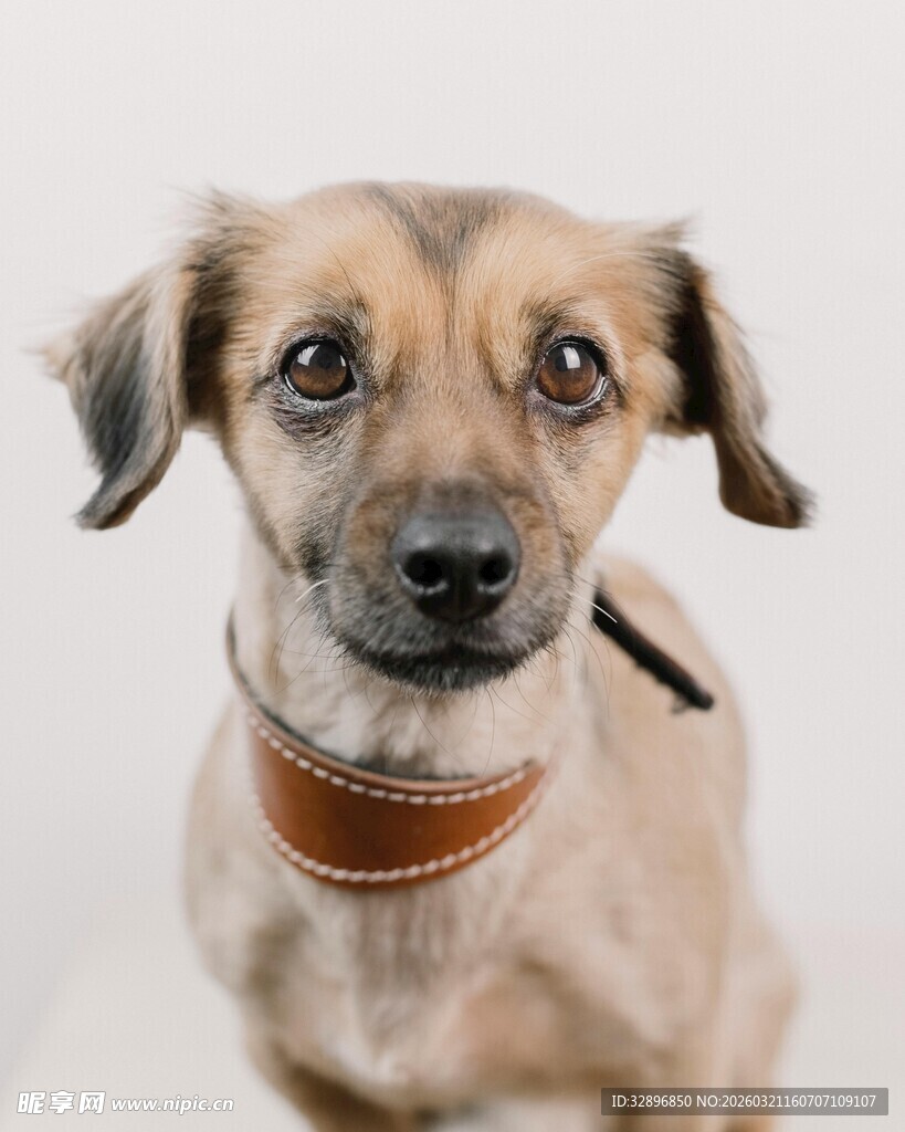 可爱小狗特写