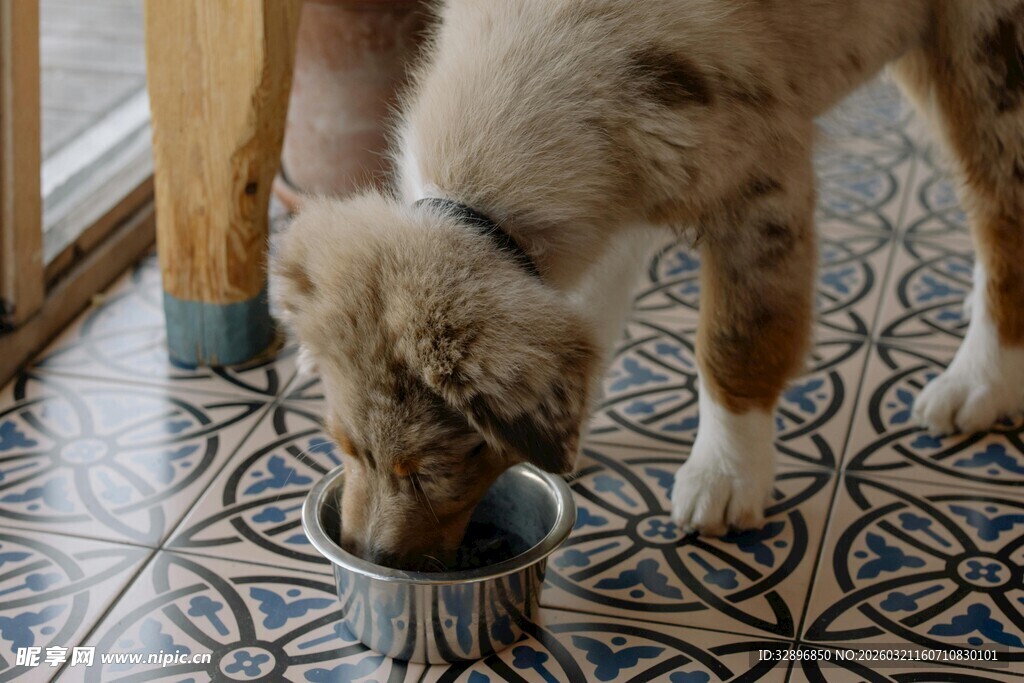 小狗低头专注进食