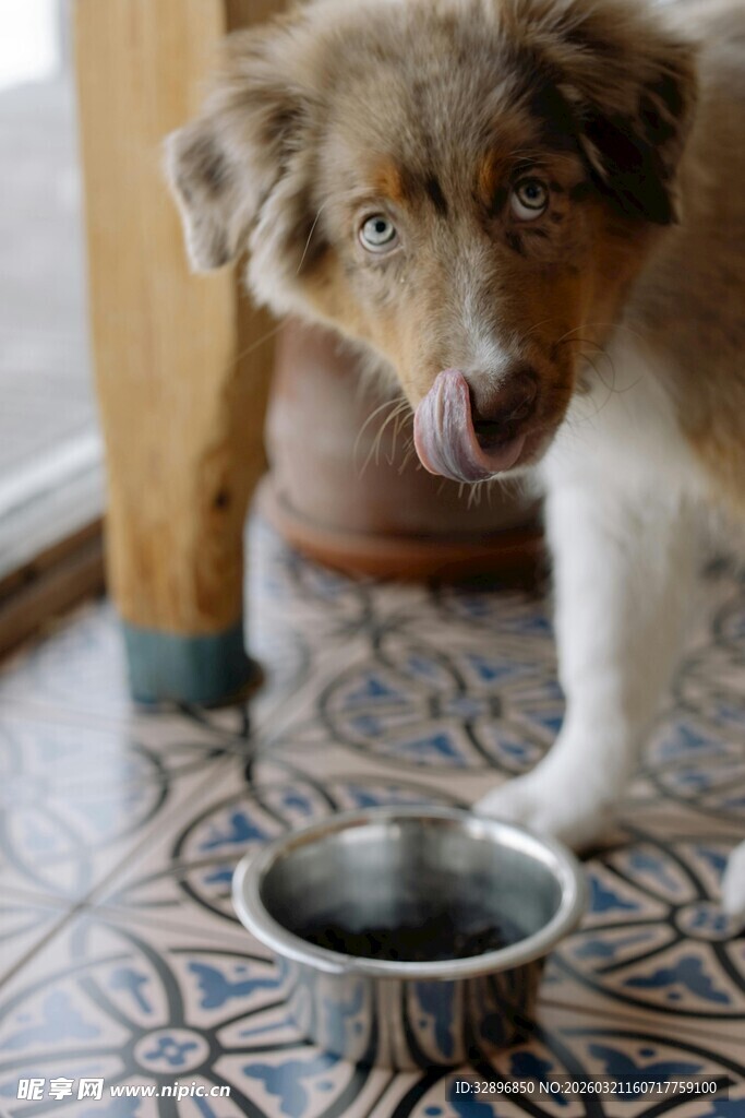 小狗低头看向食物碗