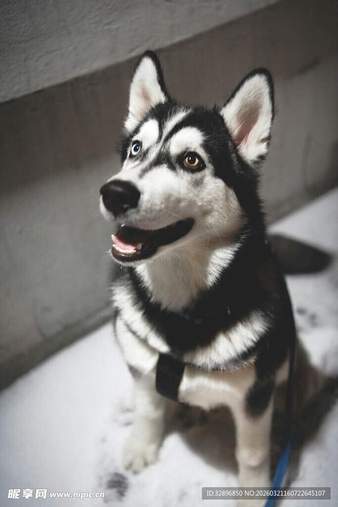 雪地中的欢乐哈士奇