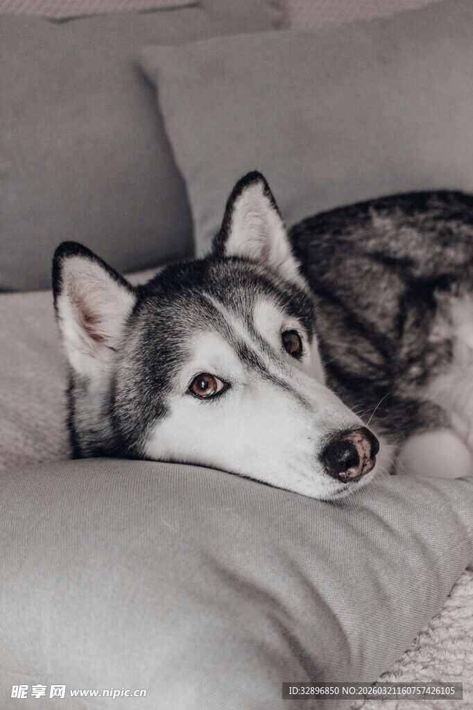 哈士奇慵懒躺于枕上