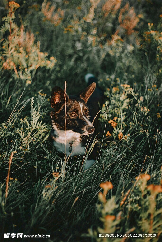 草丛中的可爱小狗