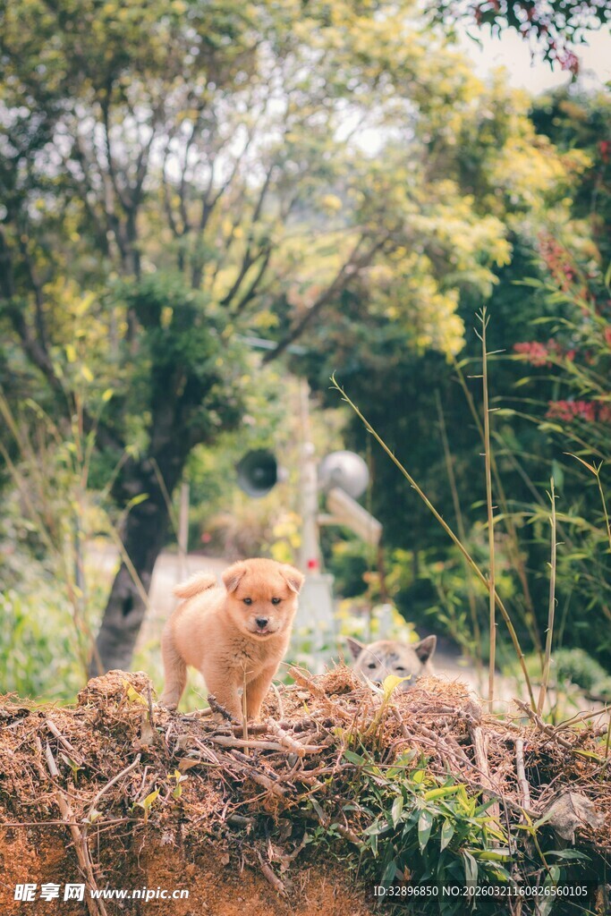 林间漫步的可爱猫咪