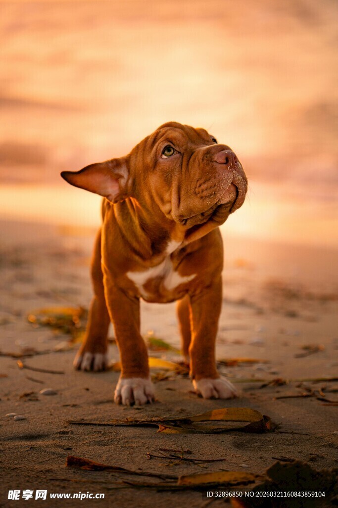 沙滩上的可爱法斗犬