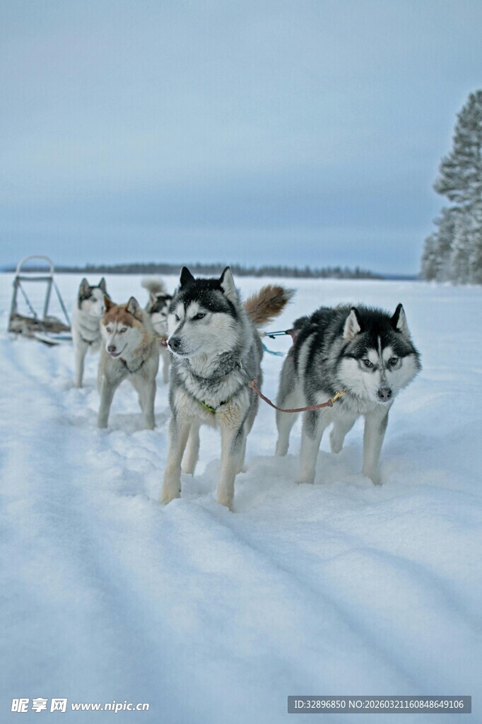 雪地中的哈士奇雪橇队