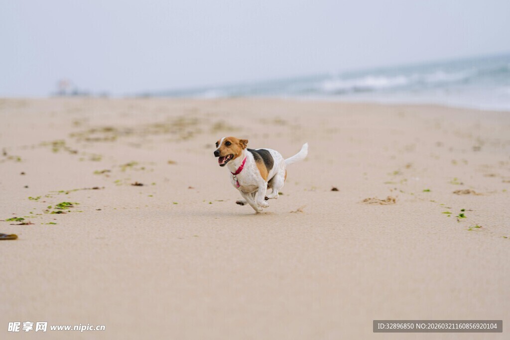 沙滩上奔跑的可爱小猎犬