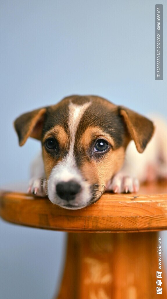 可爱小狗趴坐木桌