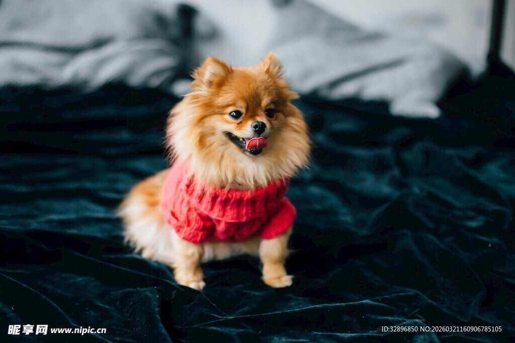 穿粉毛衣的可爱博美犬