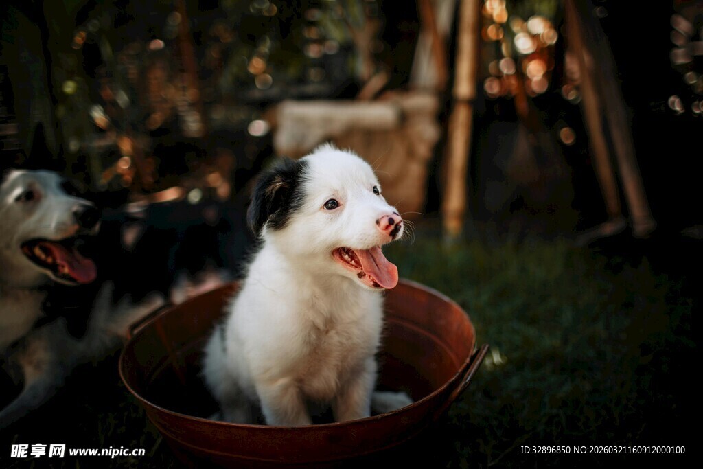 小狗坐盆中模样超可爱