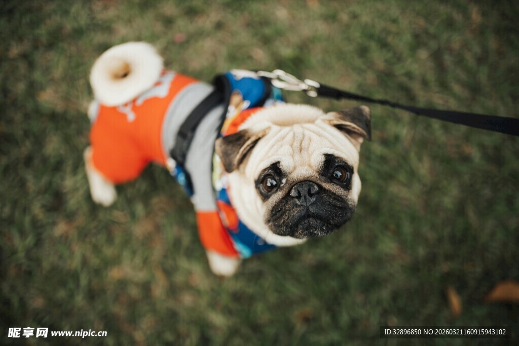 穿着服饰的可爱哈巴狗