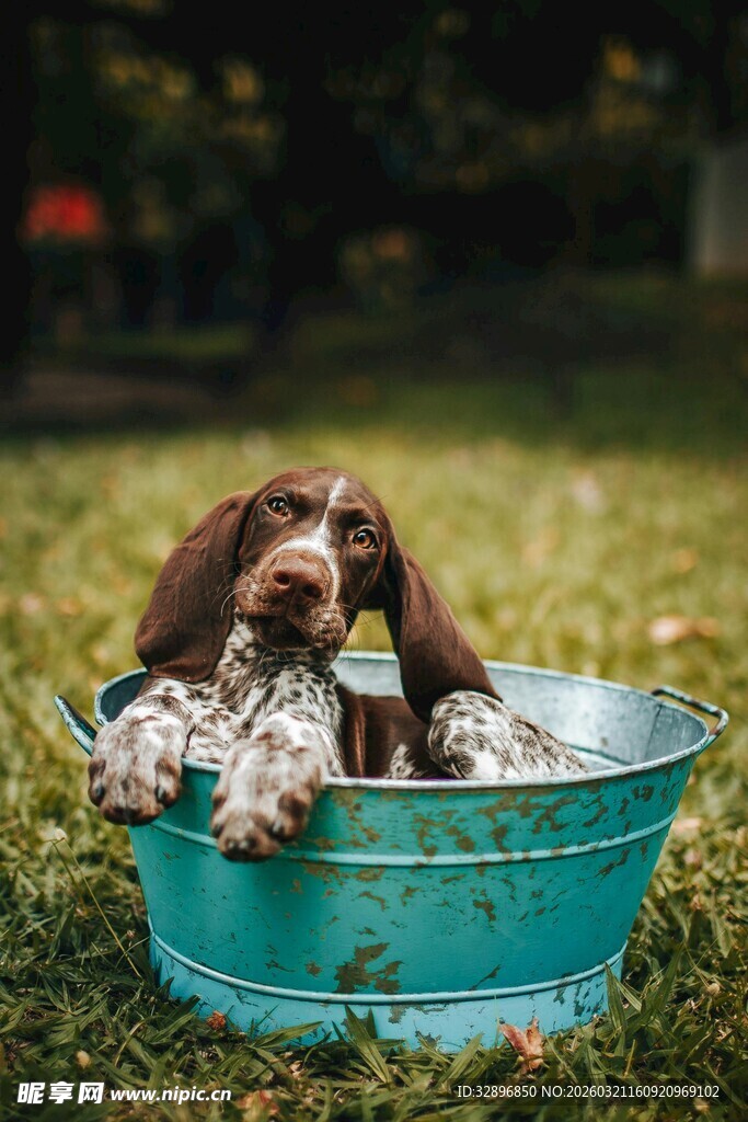 小狗惬意躺于蓝色水盆中