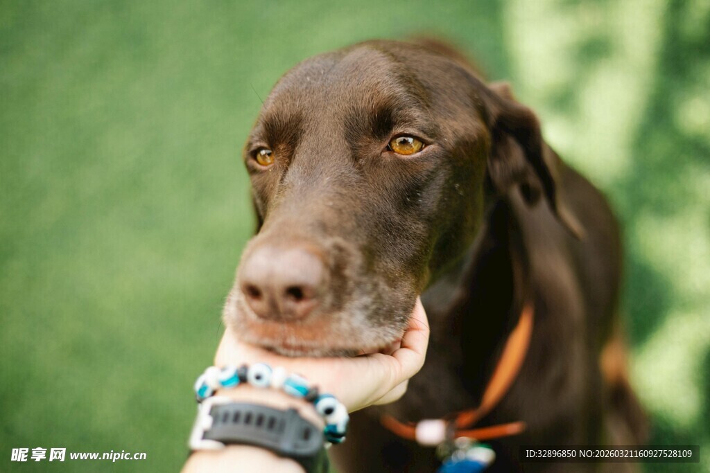 棕色猎犬叼着物品