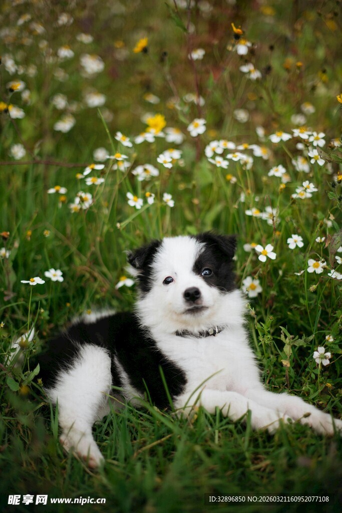 黑白边牧躺于花草间