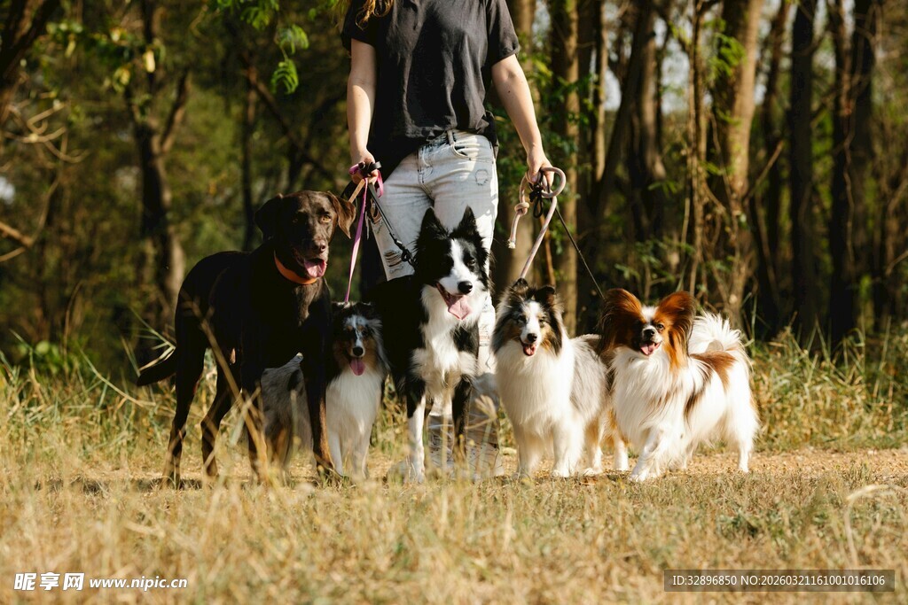 人牵多只狗漫步草地