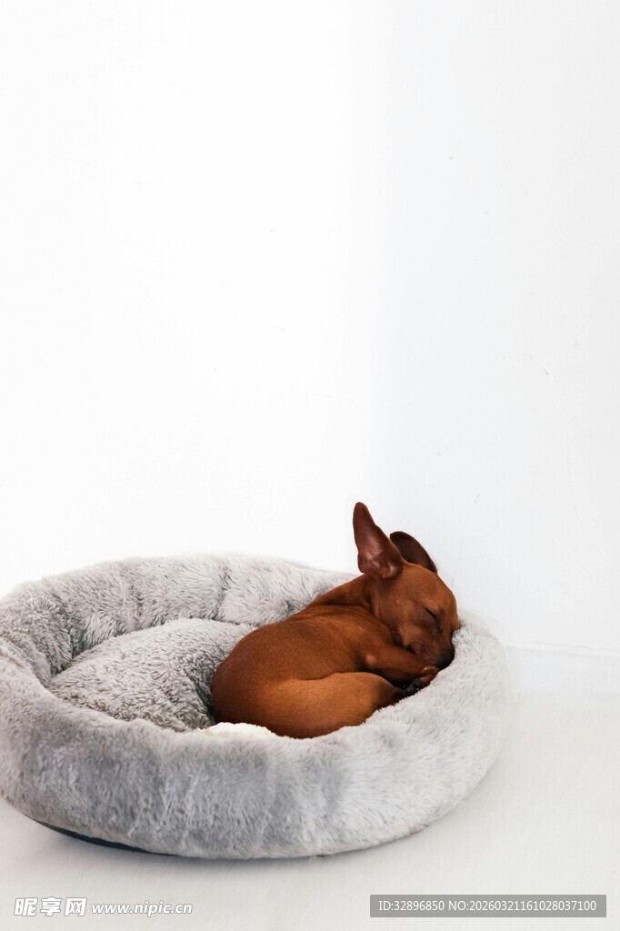 小狗蜷卧在柔软宠物窝中