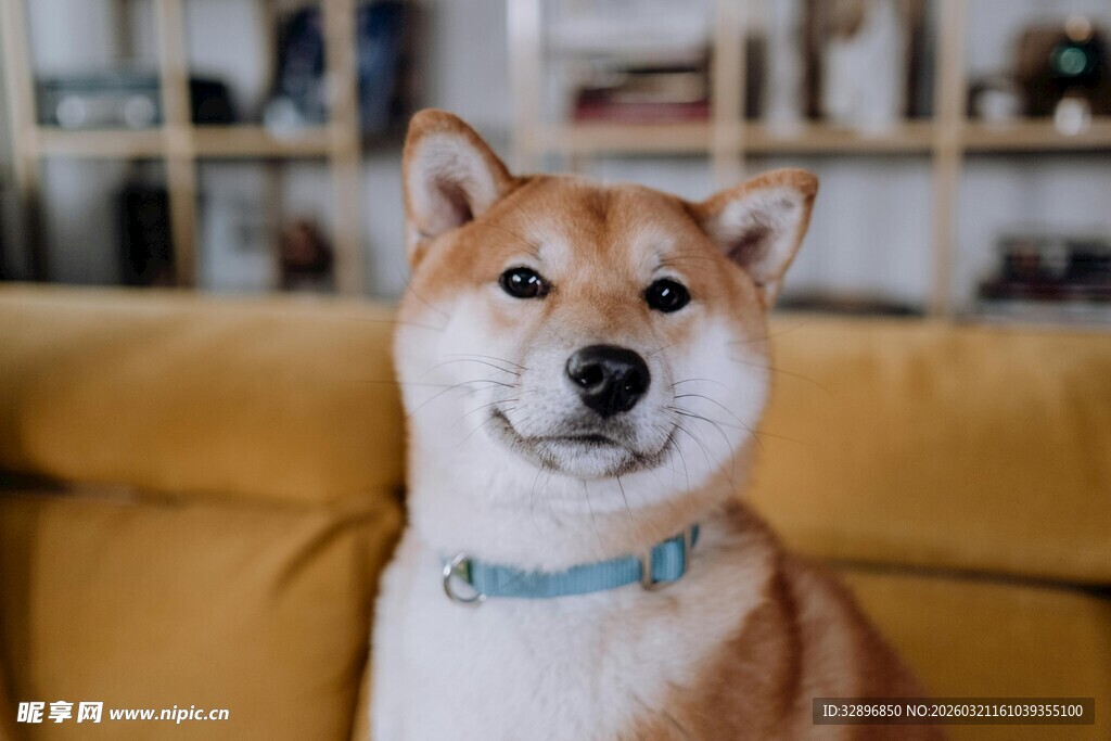 可爱柴犬端坐沙发