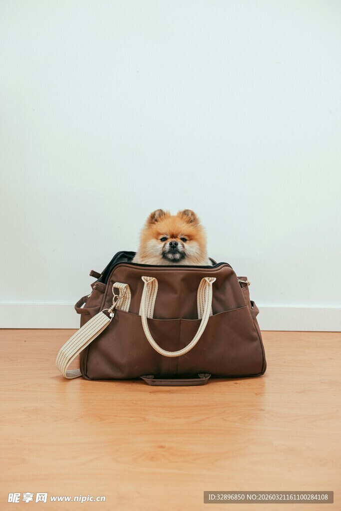 萌宠藏于时尚手提包中