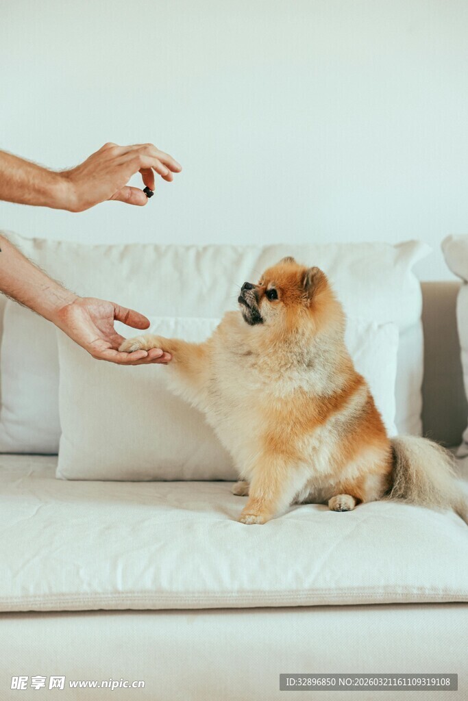 主人与小狗互动的温馨瞬间