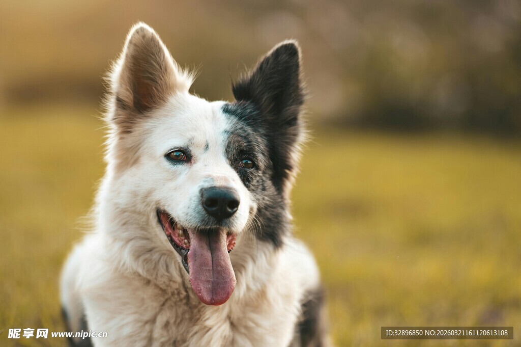 可爱黑白相间狗狗吐舌