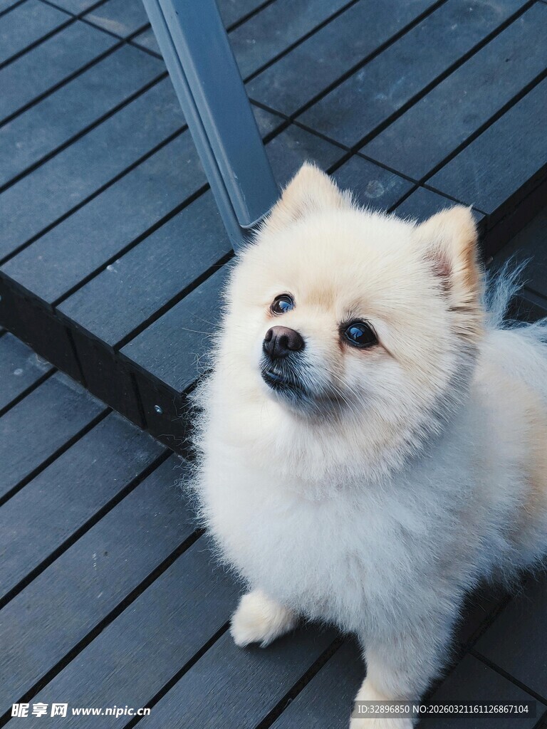 可爱博美犬坐在木质地板上