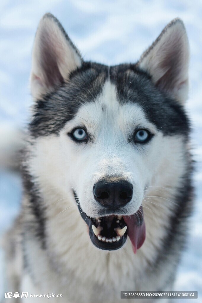 雪地中咧嘴笑的哈士奇
