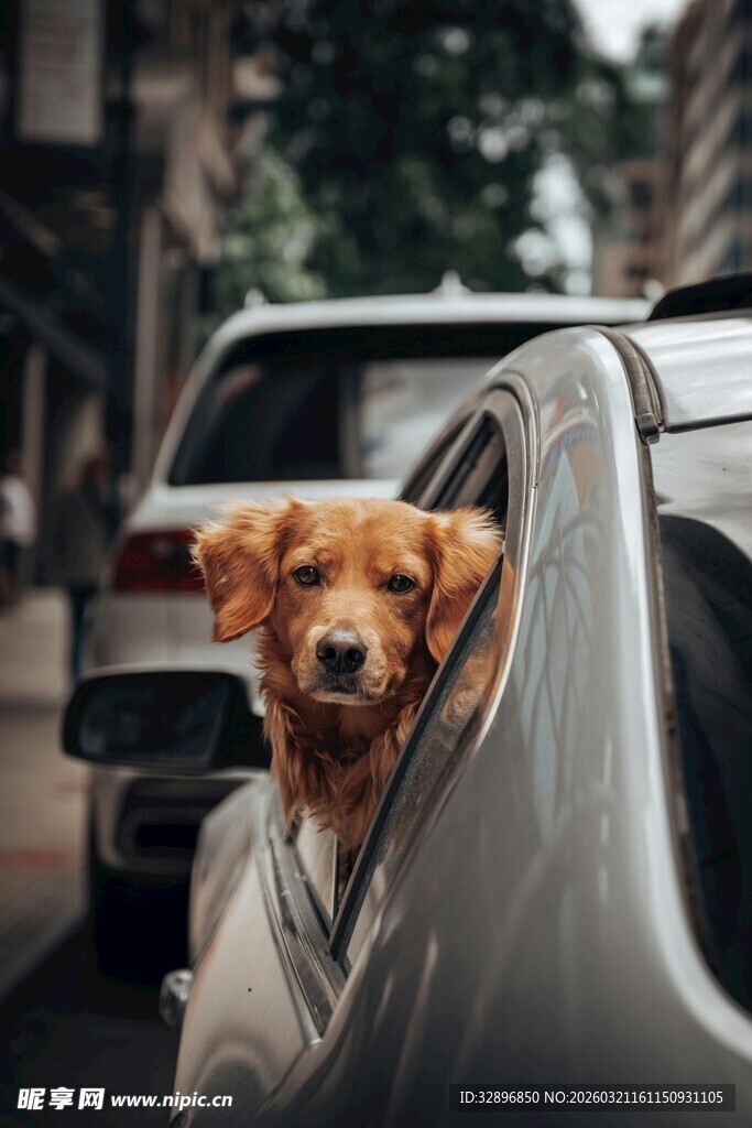 小狗探出头享受车外风景