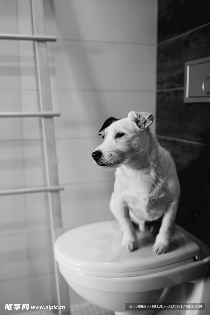 狗狗站在马桶上好奇张望