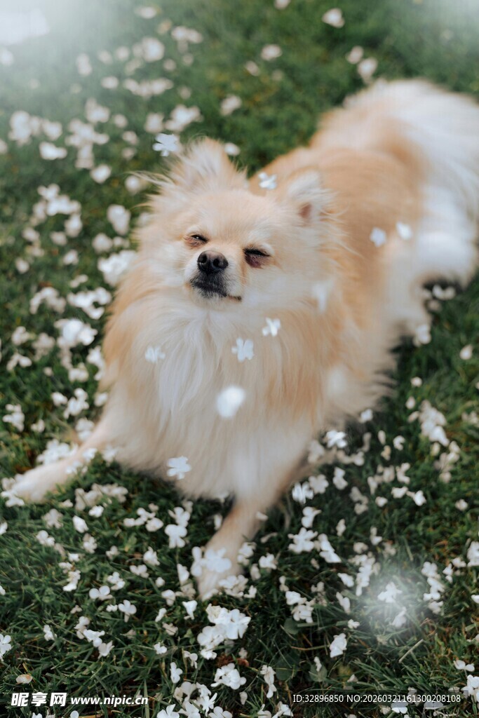雪地中玩耍的可爱博美犬