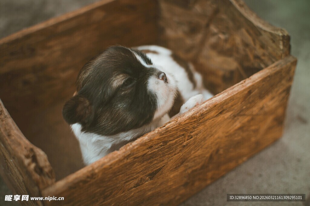 木箱中酣睡的可爱狗狗