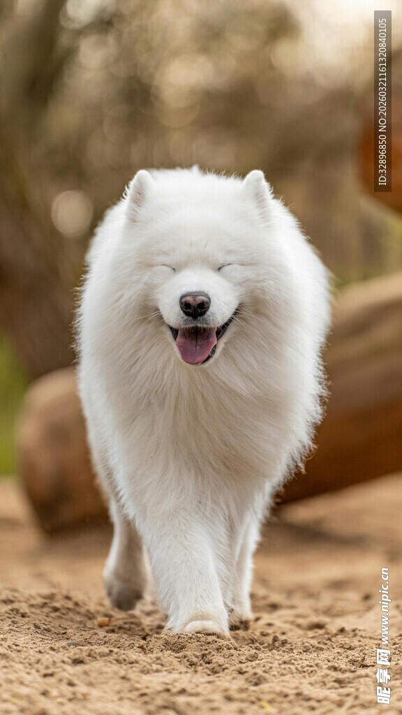 雪地中奔跑的萨摩耶犬