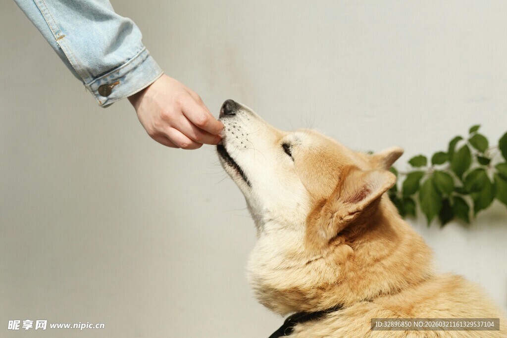 主人喂食可爱柴犬