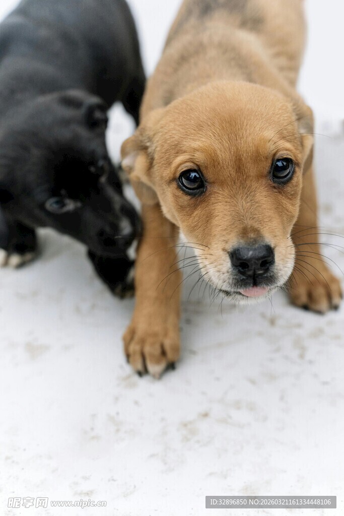 两只小狗在雪地中互动