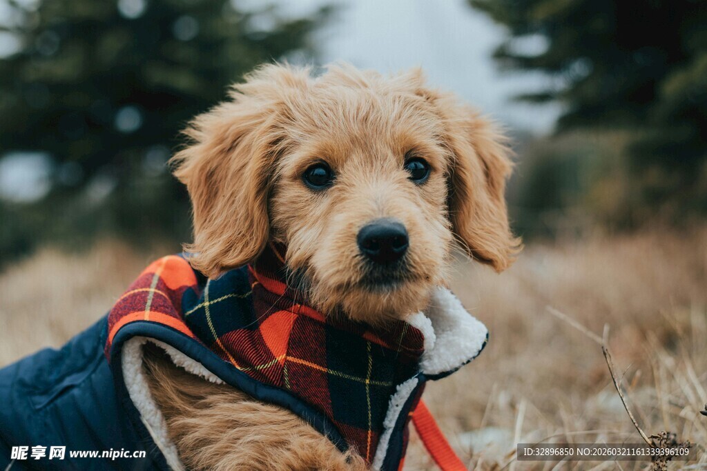 穿着格子衣的可爱小狗