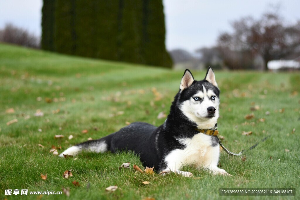 草地上休憩的哈士奇