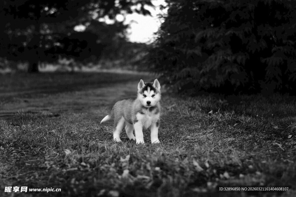 黑白照片中可爱的站立小狗